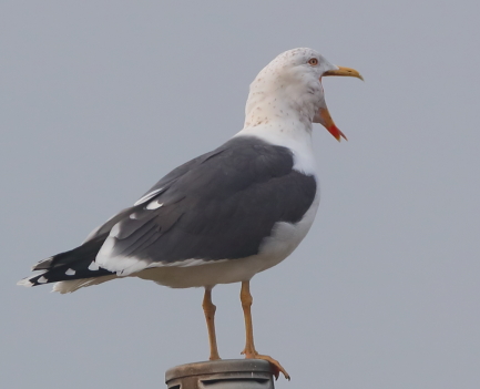 Lesser Black-backed Gull
