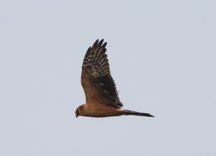 Pallid Harrier