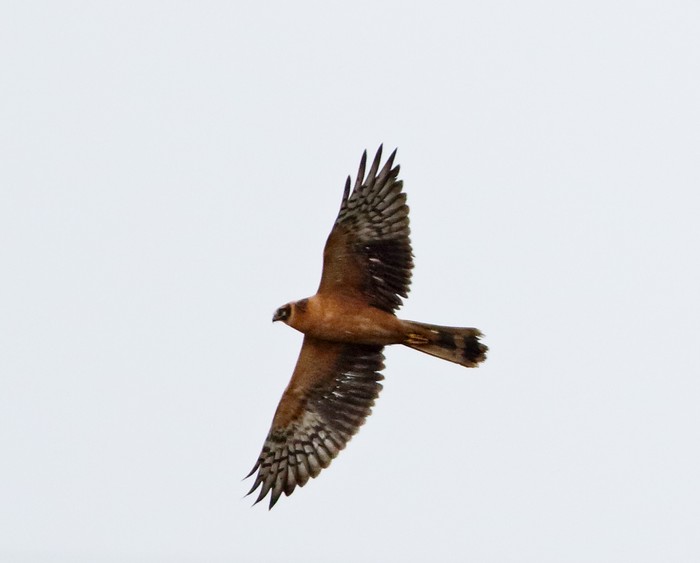 Pallid Harrier