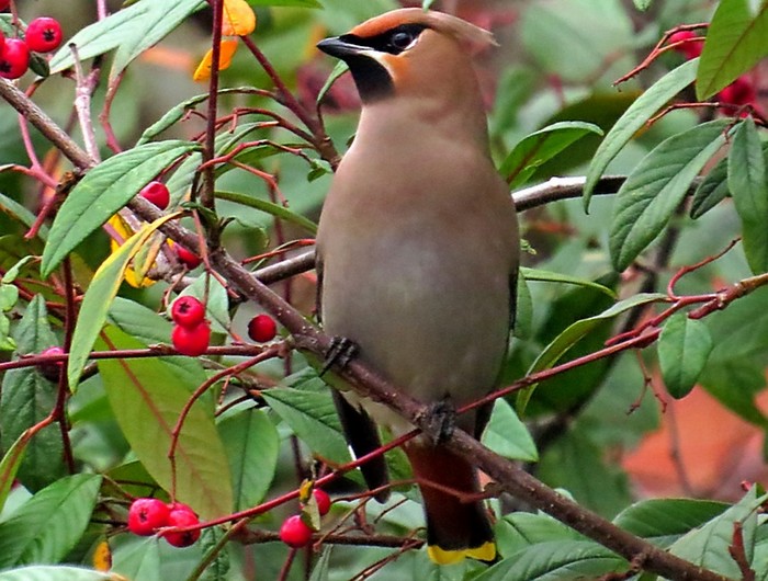 Waxwing
