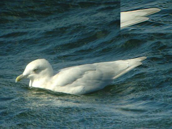 Kumlien's Gull