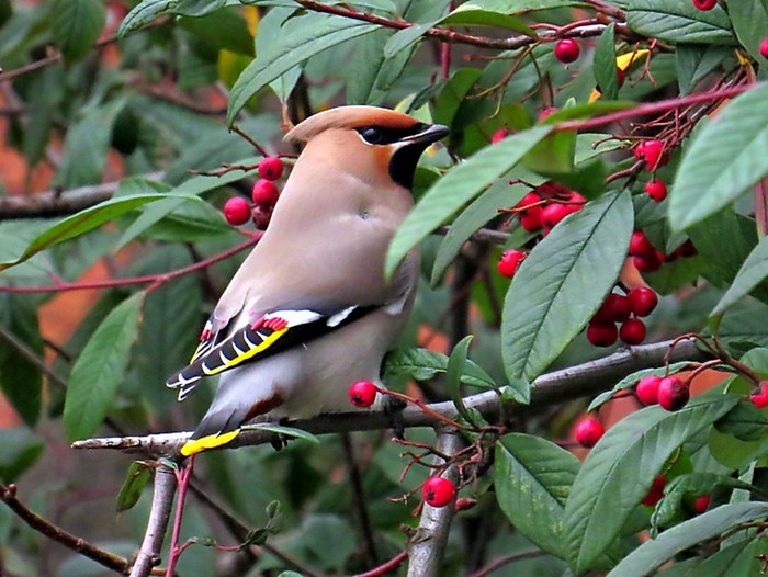 Waxwing