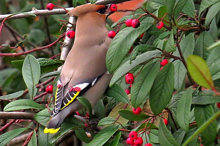 Waxwing
