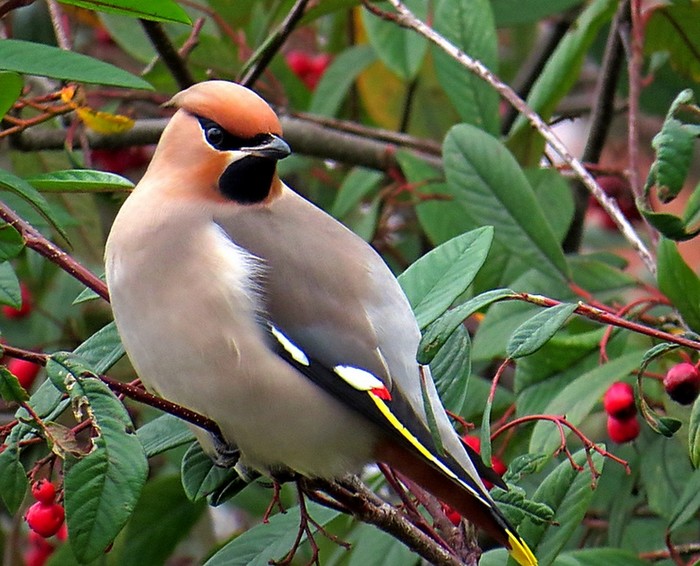 Waxwing