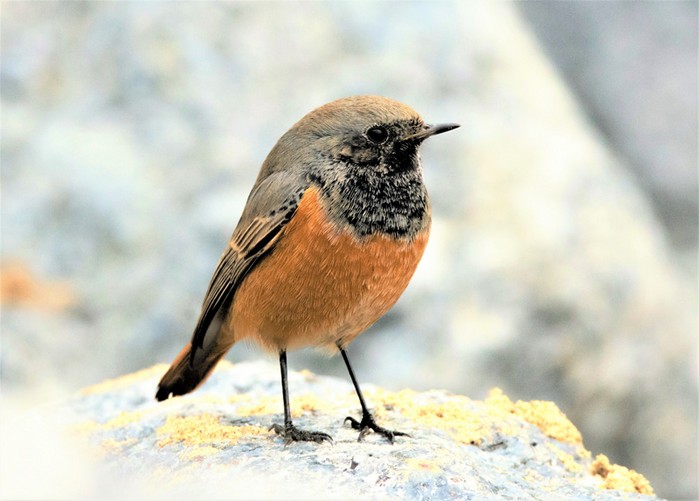 Eastern Black Redstart