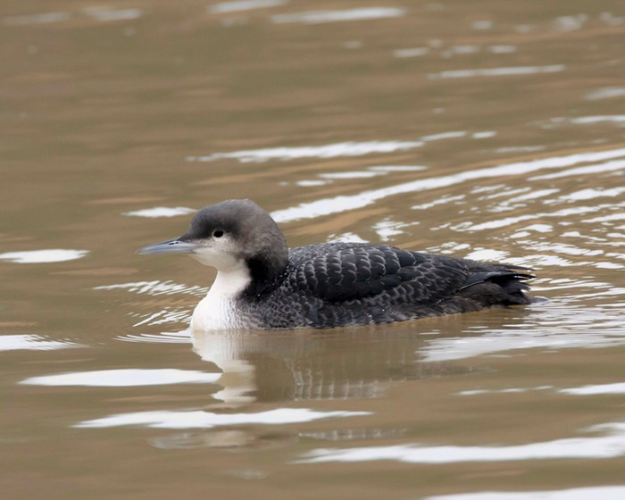 Pacific Diver