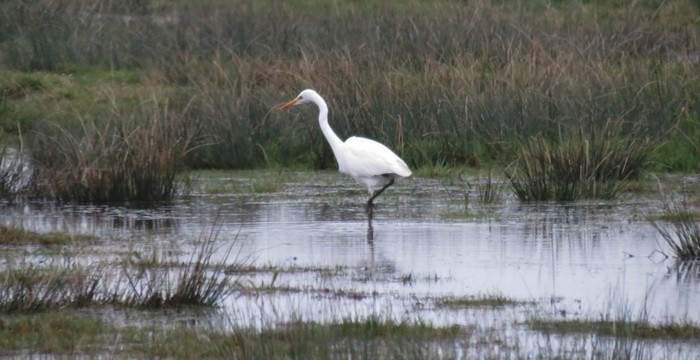 Great White Egret