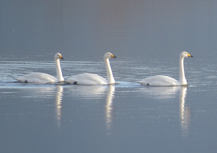 Whooper Swan