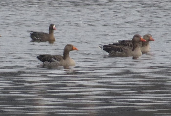 Russian White-fronted Goose