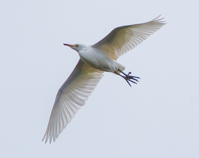Cattle Egret