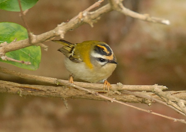 Firecrest