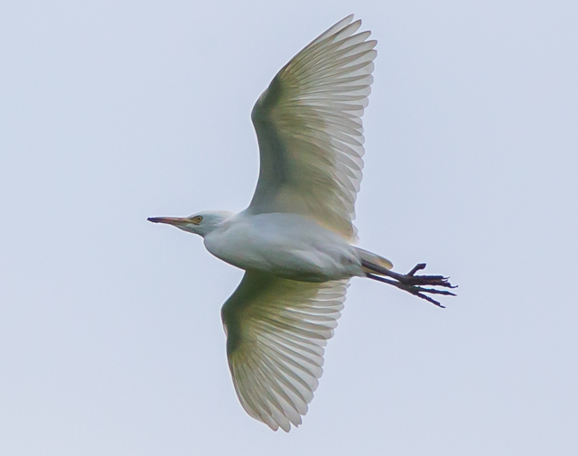Cattle Egret