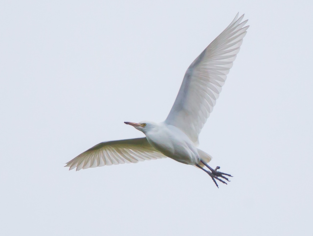 Cattle Egret