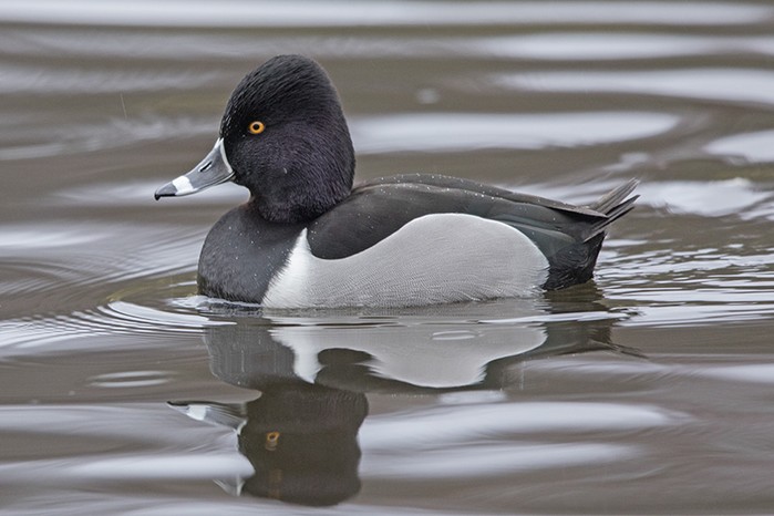 Ring-necked Duck