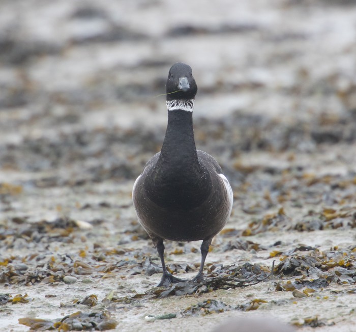Black Brant