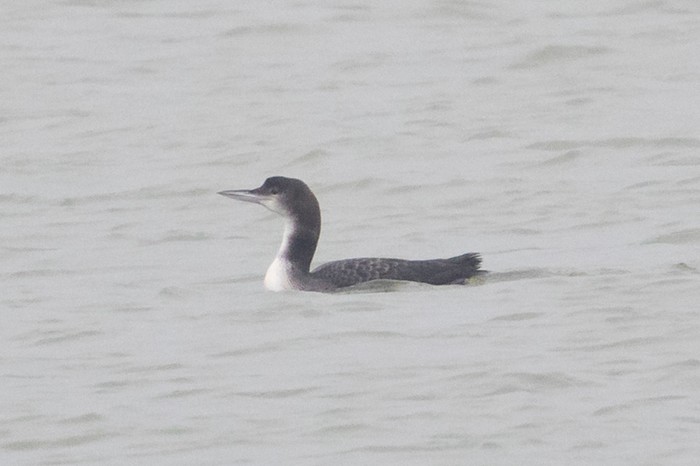 Great Northern Diver