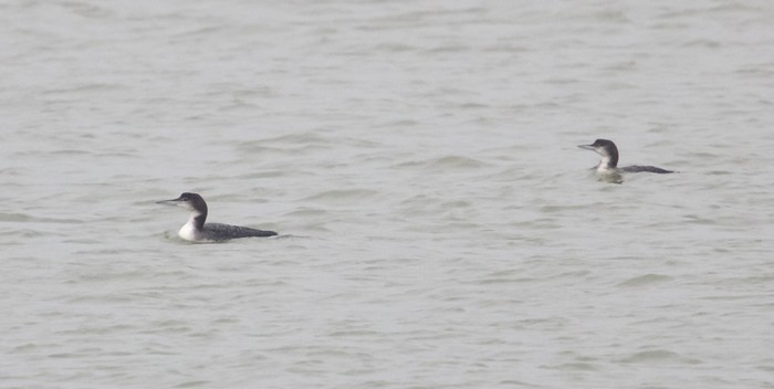 Great Northern Diver
