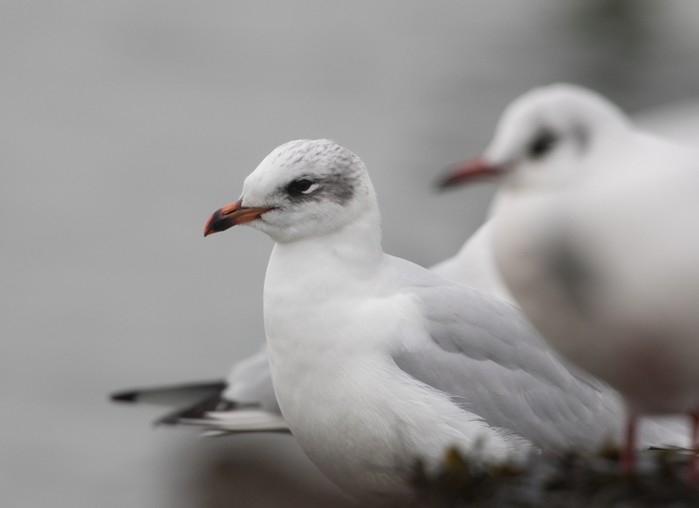 Mediterranean Gull