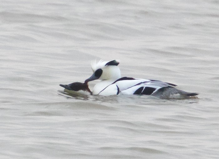 Smew