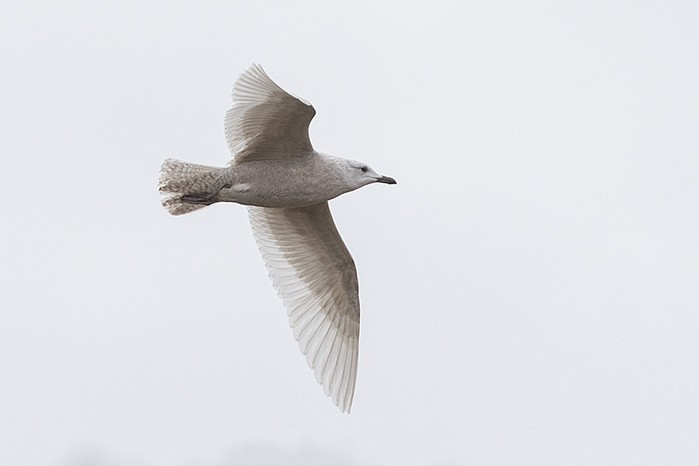 Iceland Gull