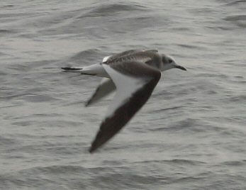 Sabine's Gull