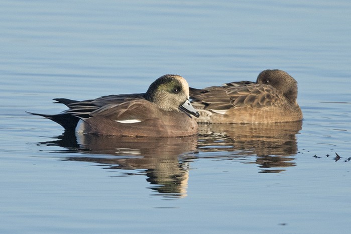 American Wigeon