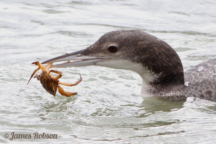 Great Northern Diver