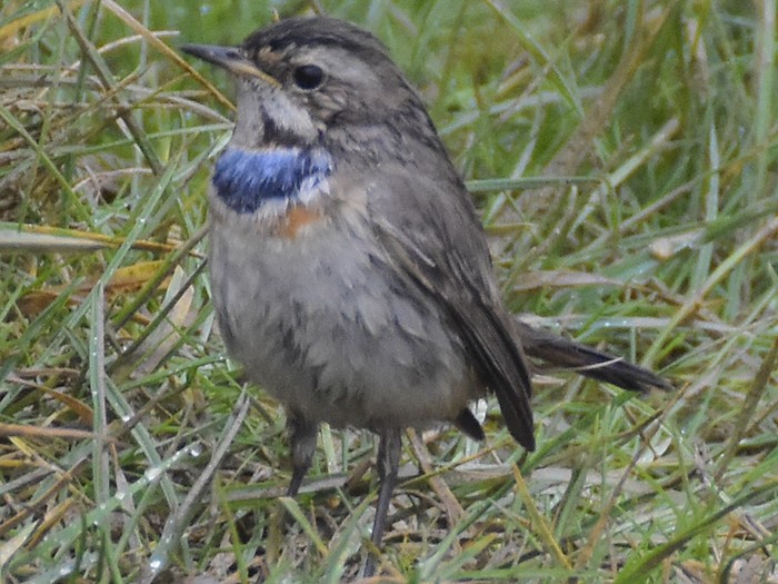 Bluethroat
