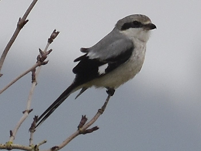 Great Grey Shrike