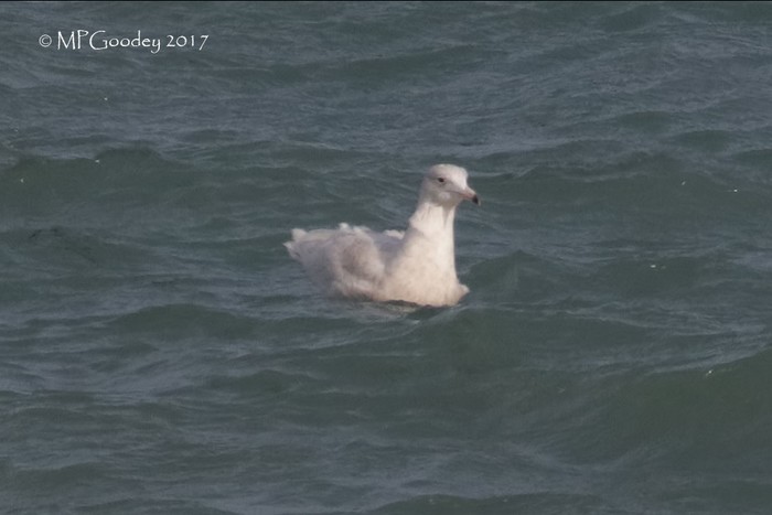 Glaucous Gull