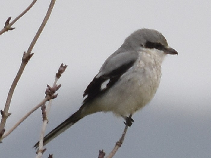 Great Grey Shrike