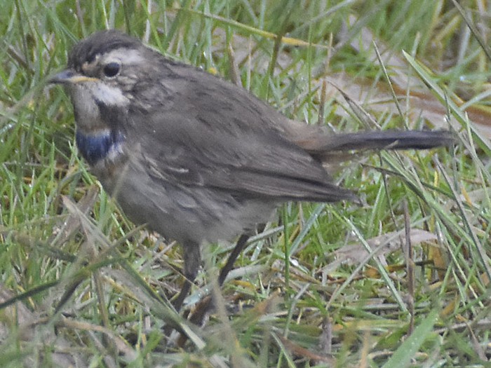 Bluethroat
