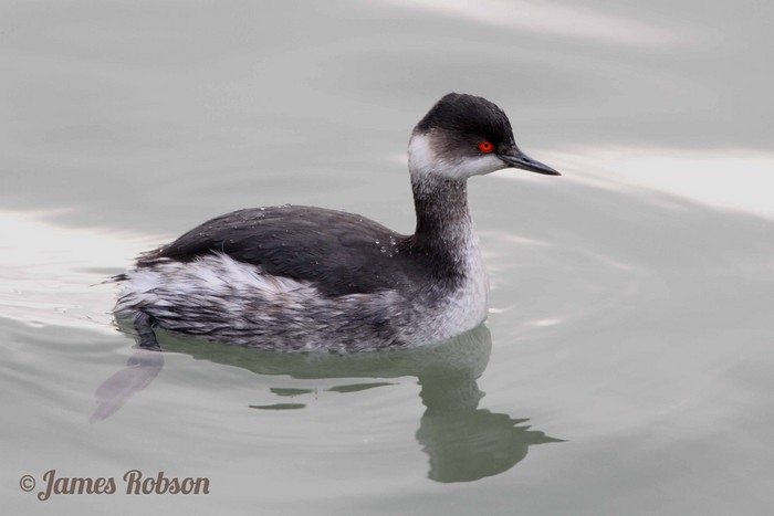 Black-necked Grebe