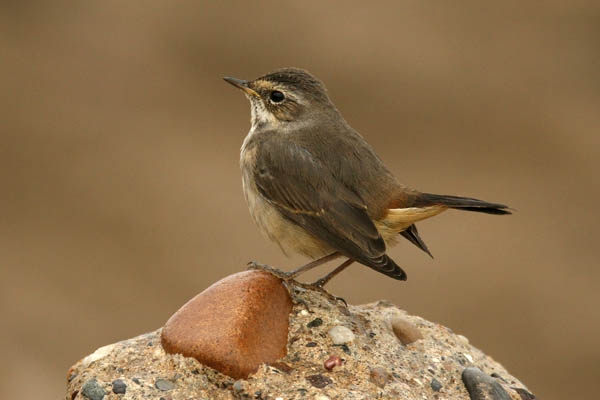 Bluethroat