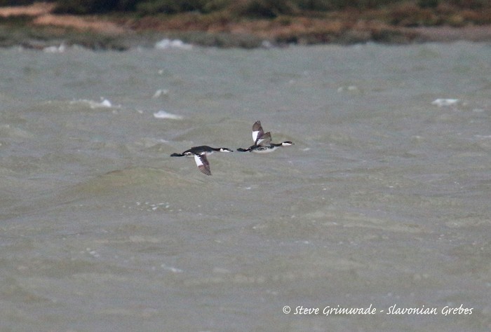 Slavonian Grebe