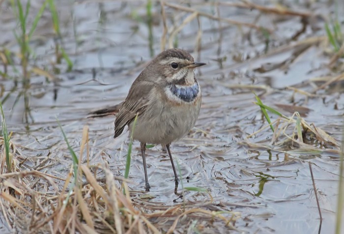Bluethroat