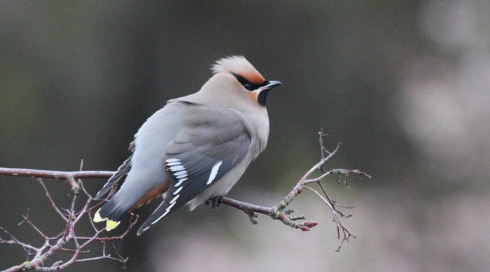 Waxwing