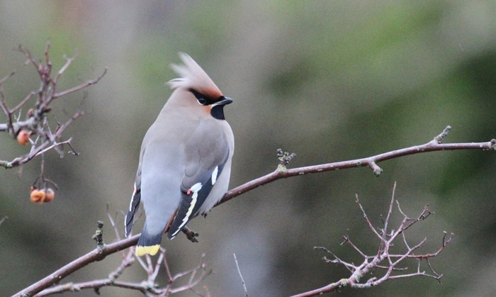 Waxwing