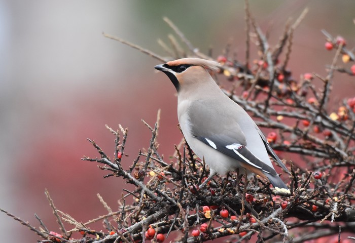 Waxwing