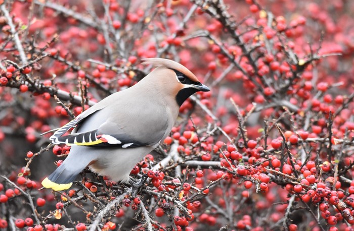 Waxwing