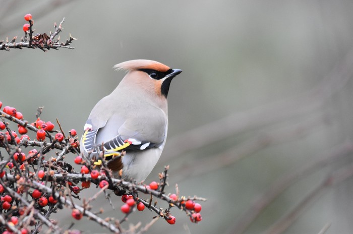 Waxwing