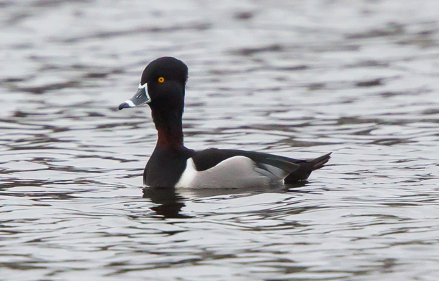 Ring-necked Duck