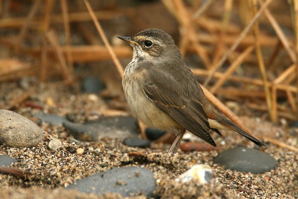 Bluethroat