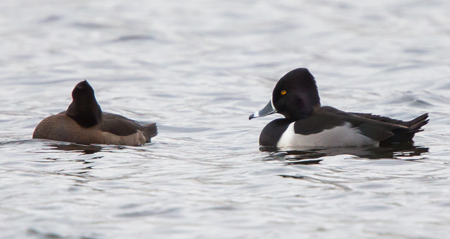 Ring-necked Duck