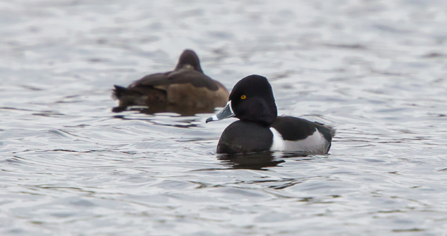 Ring-necked Duck