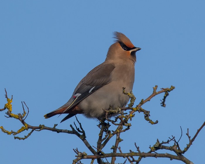 Waxwing