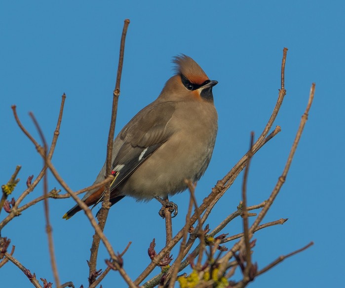 Waxwing