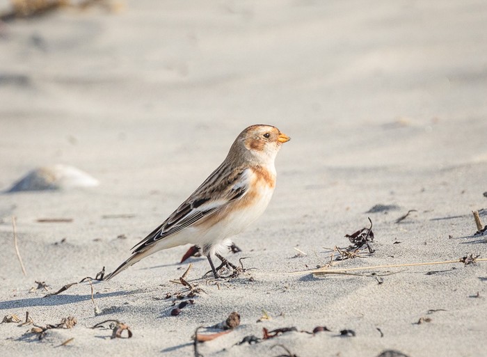 Snow Bunting