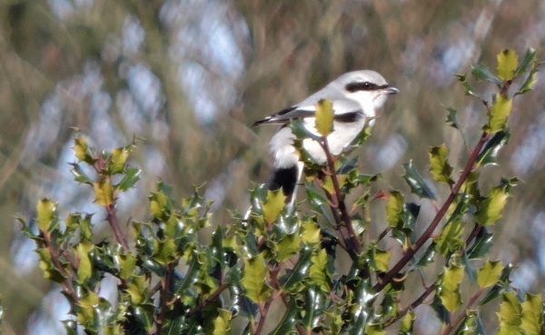 Great Grey Shrike