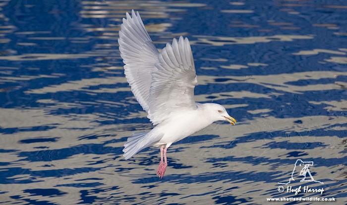 Iceland Gull